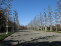 Bare Tree Avenue