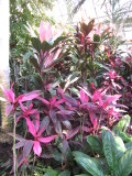 Flowers: 1