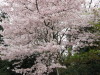 Cherry Blossom Time 05