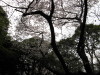 Cherry Blossom Time 07