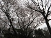 Cherry Blossom Time 08