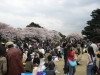 Cherry Blossom Time 12