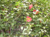 Not Only Cherry Blossom 3