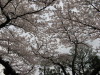 Cherry Blossom Time 21