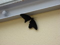 Big Bug!
