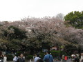 Cherry Blossom Time 40