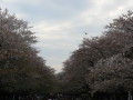 Cherry Blossom Time 41