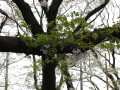 Cherry Blossom Time 43