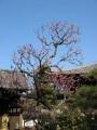 Japanese Apricot in Bloom